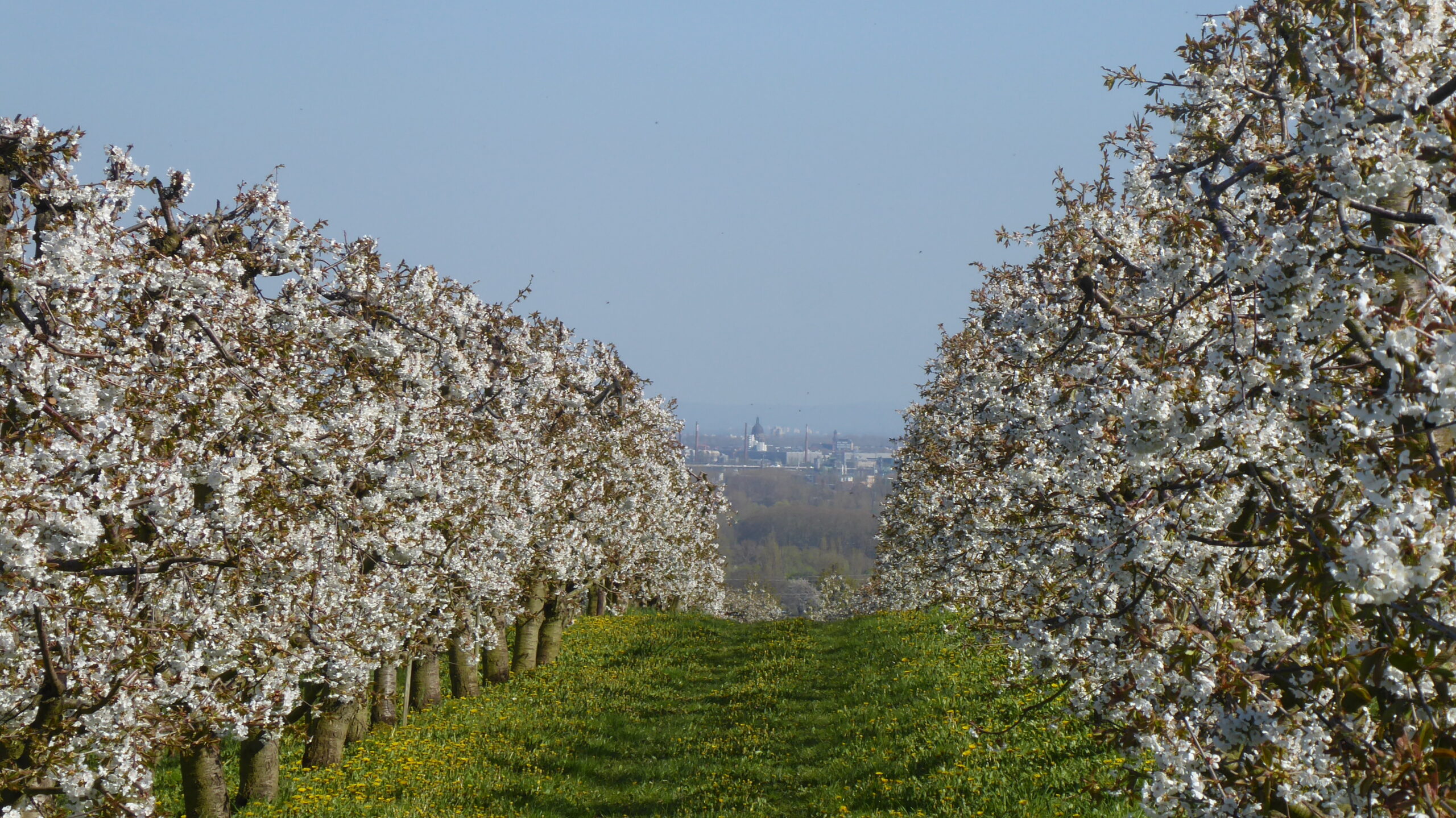 Die Kirschbaumblüte auf dem Weg von Walluf nach Frauenstein genießen
